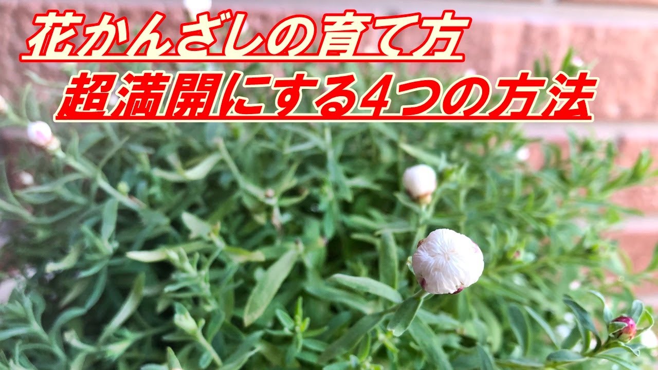 【花】花かんざしの育て方・摘芯2回目