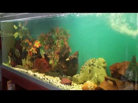 სუფთა სამყარო - აკვარიუმის მოვლა / Clean World - Aquarium Care