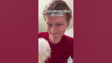 Thumbnail of My guinea pig actually loves the bath lol #funny #memes #guineapig #funnycute #dog ￼