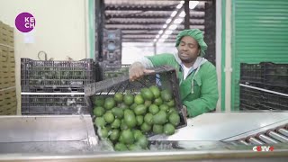 Kenya becomes the first African country to export fresh avocados to China