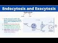 Cellular Transport Mechanisms: The Roles of Endocytosis and Exocytosis