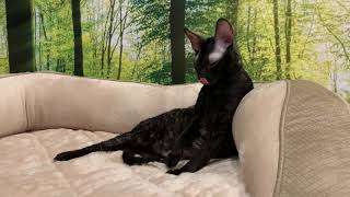 Just a Cat grooming session... lol 😝 by ReikiRex Cornish Rex Cats 33 views 3 years ago 1 minute, 8 seconds