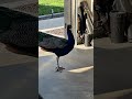 Wrong Answers Only рџ рџЏјрџ Ј Limblossboss Dreamteamprosthetics Myleglesslife Comedy Funny Lol Wrong Answers Only рџ рџЏјрџ Ј Limblossboss Dreamteamprosthetics Myleglesslife Comedy Funny Lol