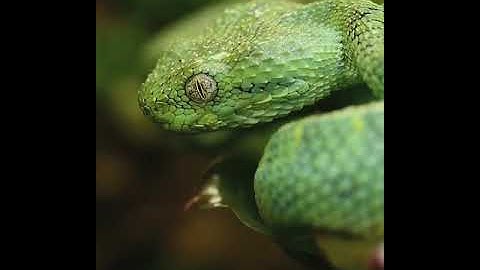 This green snake is really dangerous 🐍🐍