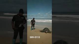 Sea Turtle Nesting Season. book your tour with us.$50 per child 2-17 years $100 per adult.Las Cuevas