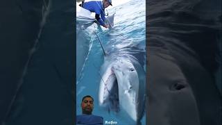 fishing #facts #shark #automobile #latest #factsero #horror #cartoon #amazingfacts #deepakone #1m