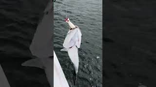 How To Fish The Yo-Zuri MAG Popper