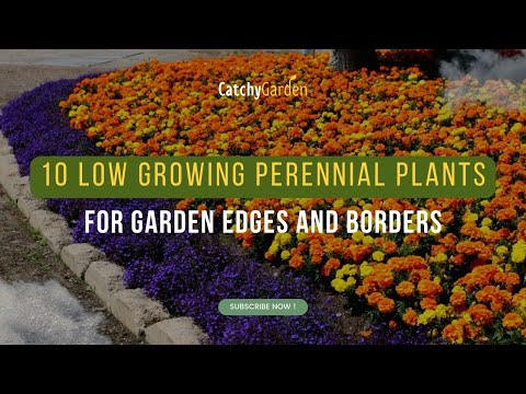 Video: Low-growing perennials: an overview with names and photos