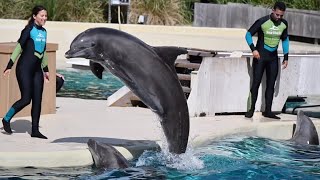 Dolphin Adventures (Full Show) - SeaWorld Orlando - June 1, 2023 by EchoBeluga 4,040 views 1 month ago 15 minutes