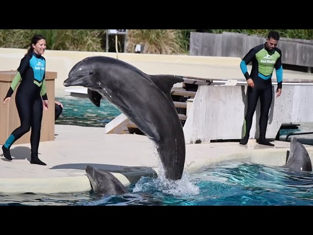 Dolphin Adventures (Full Show) - SeaWorld Orlando - June 1, 2023 class=