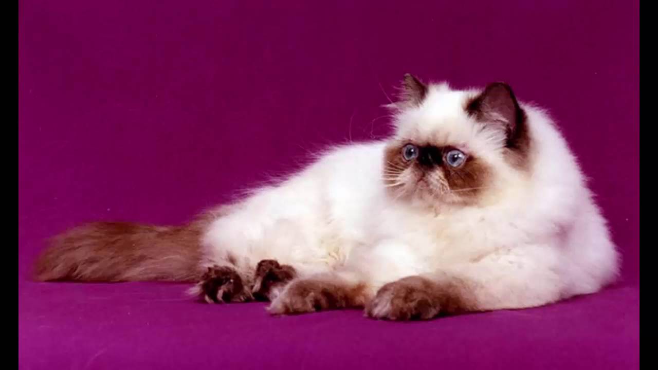 most beautiful cats / kedi cinsleri himalayan / cat breeds himalayan