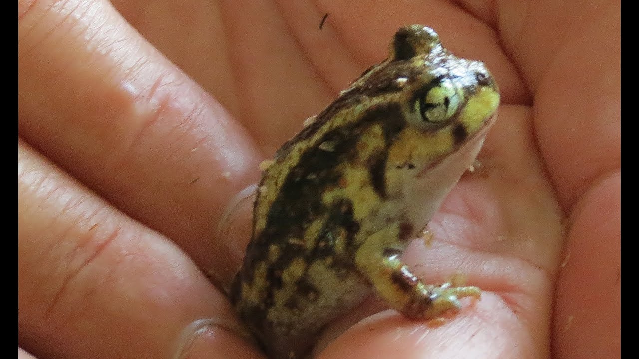 Spadefoot toad gets new digs