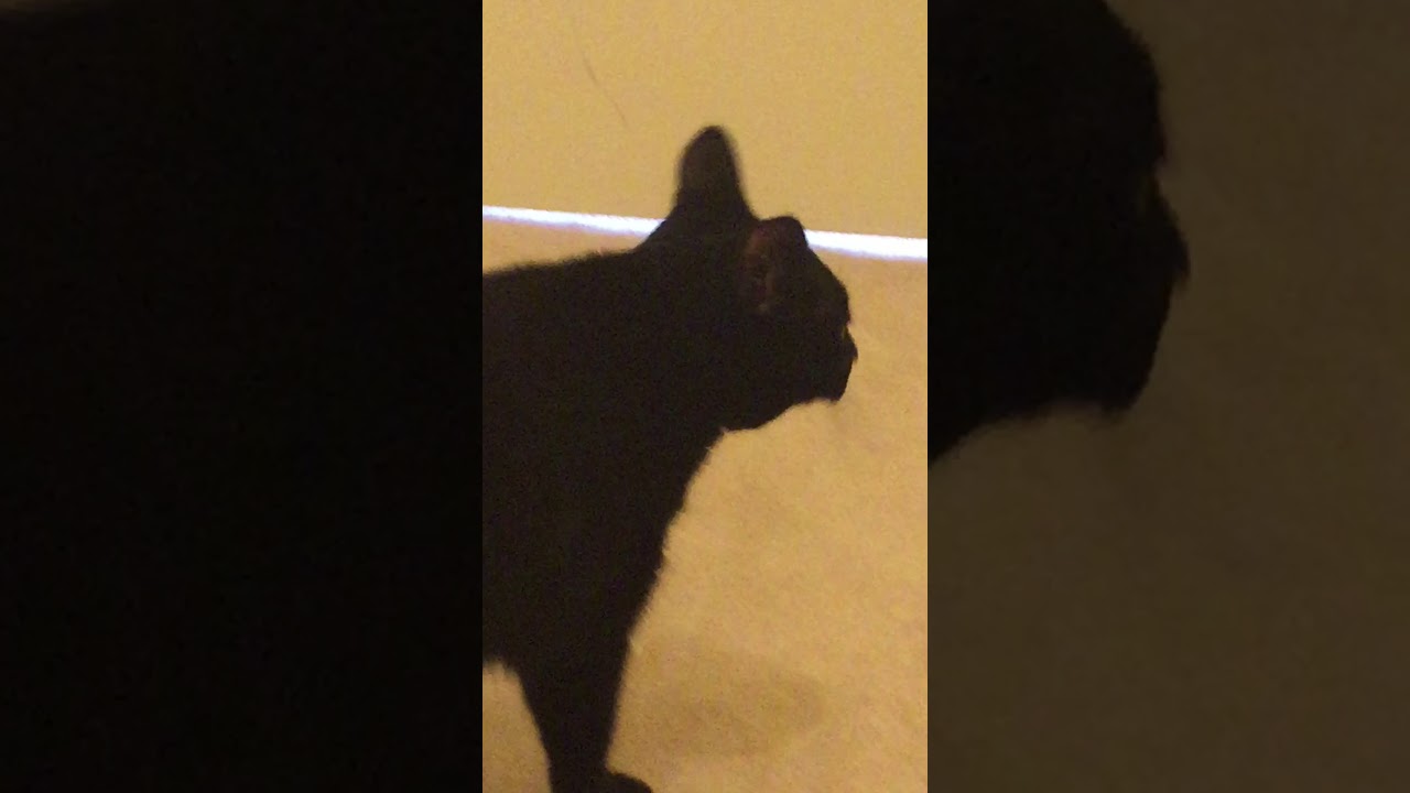 Say hello to my cat. - YouTube
