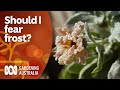 Do I need to Fear Frost? | Gardening 101 | Gardening Australia