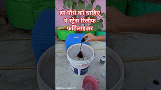 🌱Reduce Plant Stress This Summer with This Fertilizer | Plant care tips #ytshorts #short
