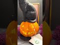 Raz 16.5" Black Cat on Lighted Jack-O-Lantern Halloween Figure Decoration 4617756
