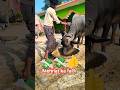 दिन रात एक करनी पड़ती👍💸 ....#dairyfarm #cow #baffalo #farming #desi #ytshorts #shorts #motivation