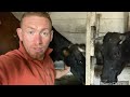 ПОКУПАТЕЛЬ ЗАБРАКОВАЛ МОЮ КОРОВУ ИЗ-ЗА …. ВОТ СУТУЛЫЙ КАЙОТ 🐄🐄🐄