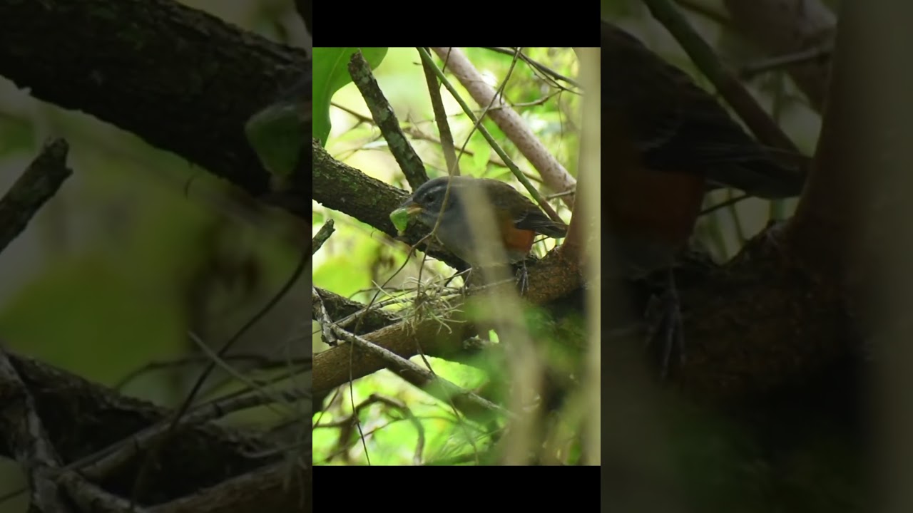 Monterita Rabadilla Canela - Quete-do-sul - Monterita Litoraleña (Microspingus cabanisi)