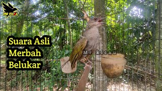 Suara Burung Merbah Belukar Gacor