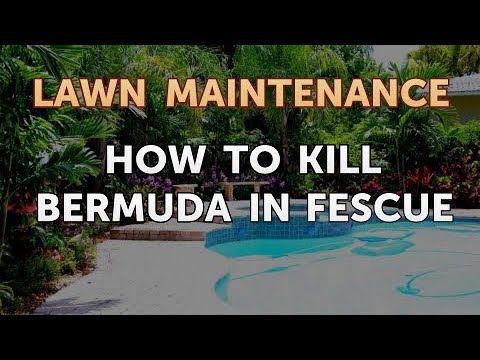 Como matar Bermuda em festuca