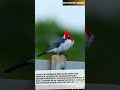 RED-CRESTED CARDINAL (AUDIO)@DISCOVER WHAT’Z UNIQUE! #REDCRESTEDCARDINAL #VIRAL #IUCN