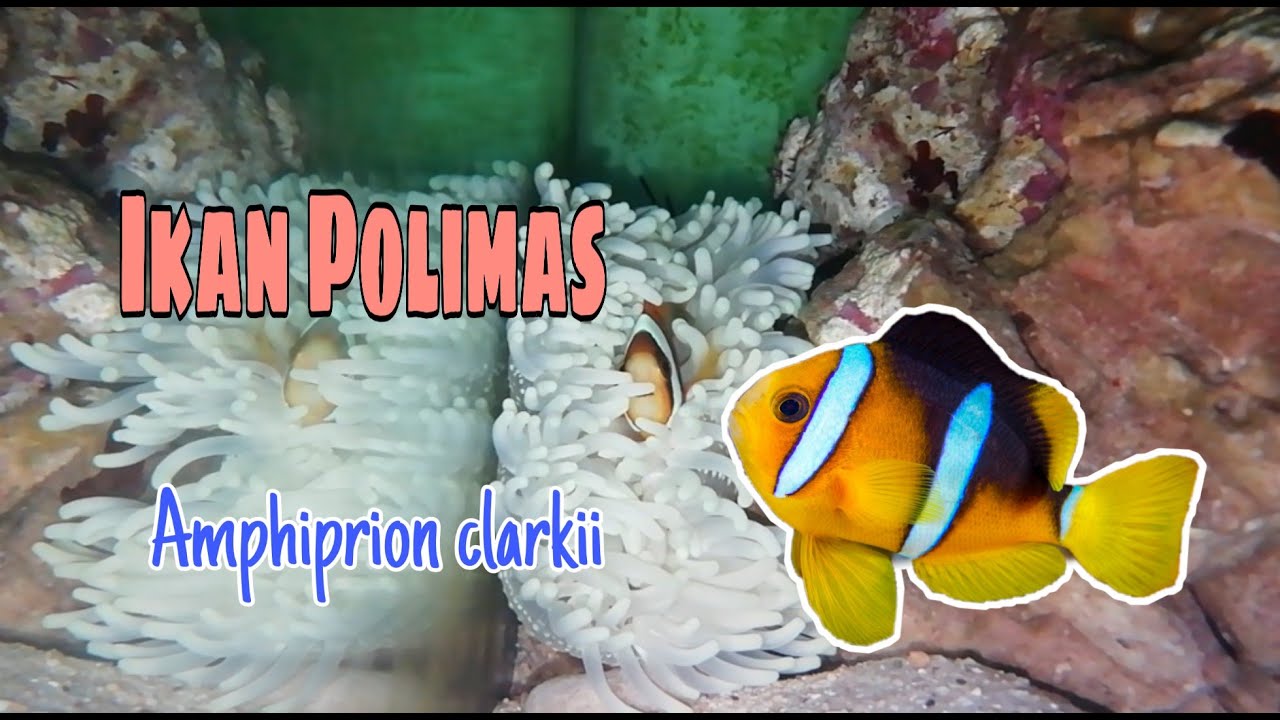 Cara Memelihara Ikan Air Laut Polimas Clarkii Clownfish Amphiprion Clarkii Sabae Clown Youtube