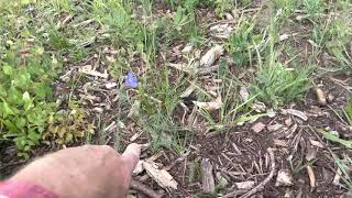 Blue Flax seeds sprouting