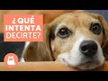 10 cosas que tu perro intenta decirte