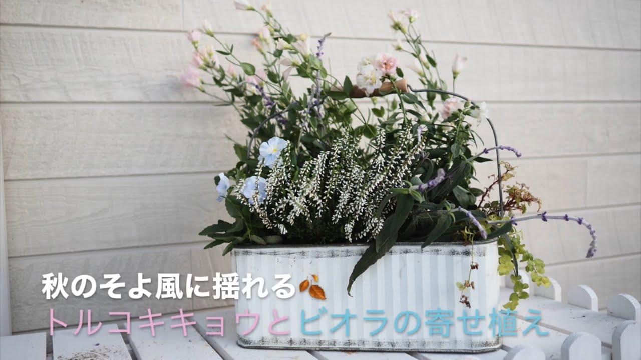秋のそよ風に揺れるトルコキキョウとビオラの寄せ植え🍂
