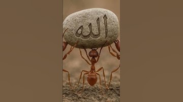 احترام القرآن الكريم ما شاء الله تبارك الله