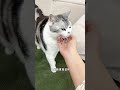 世界不能没有小猫! #萌宠#猫#营养森林 #营养森林芝士猫粮