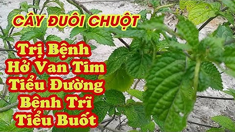 Cây Đuôi Chuột ( cây Mạch Lạc, Cỏ Roi Ngựa ) trị bệnh Hở Van Tim, Tiểu Đường, Viêm Tiết Niệu, Trĩ