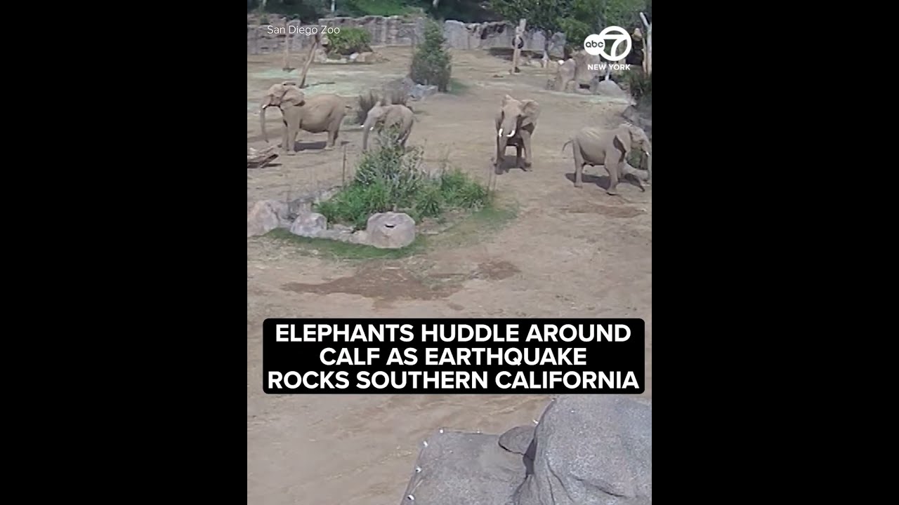 Elephant Huddle Around Calf As Earthquake Rocks Southern California