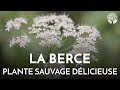 La berce une plante sauvage dlicieuse