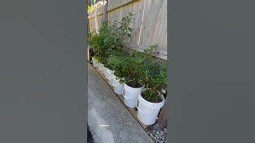 Growing in Small Spaces, pt. 5 - Bucket O