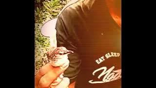 Ciblek Gunung pikat BoLank