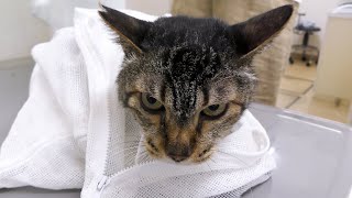 【地域猫】ニャルソック綜合警備保障は法令遵守の企業です。～2021年度健康診断・団子隊員編～【魚くれくれ野良猫製作委員会】