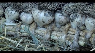 Хранение чеснока - венок