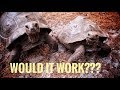 Can a Galapagos Tortoise Breed with an Aldabra?