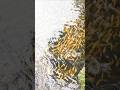 黃金魚兒水中遊 黃金魚兒水中遊