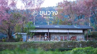 Download Lagu สีชมพูบานสะพรั่งในฤดูหนาว สวยงามเหมือนอยู่ต่างประเทศ ขุนวาง เชียงใหม่ | EP.172 Khun Wang MP3