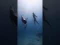 Moments of magic ✨ A curious manta coming over to dance with @finlay.bradley as the sun sets.