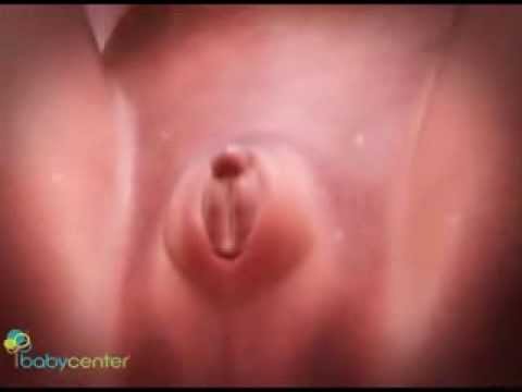 Как определить пол ребенка