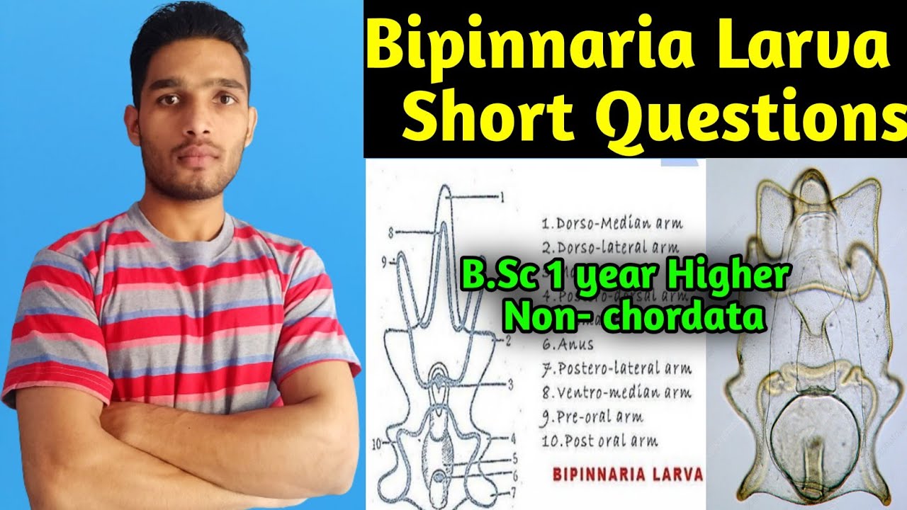Bipinnaria larva short notes BSc Zoology || MSc Zoology
