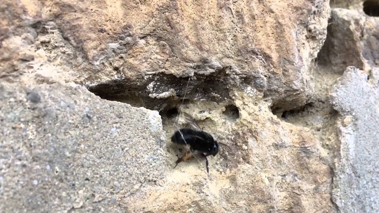 Anthophora plumpipes investigating nest sites