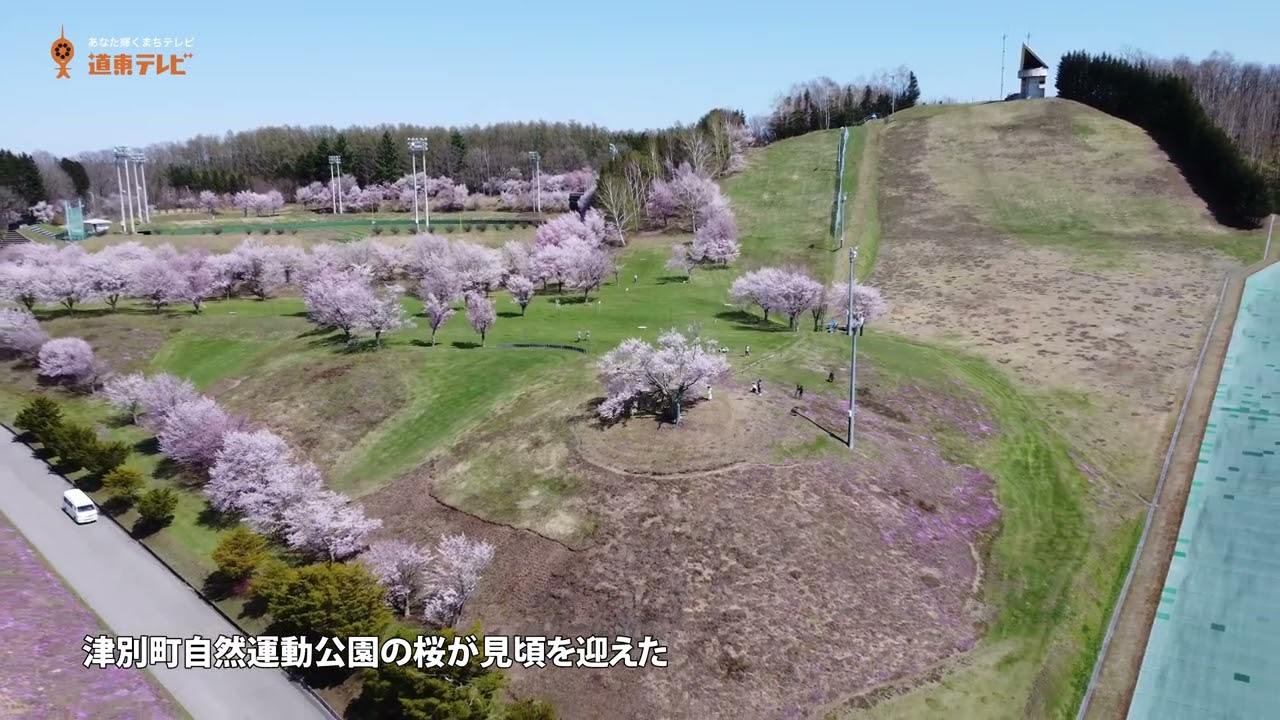 津別ニュース】双子の桜咲く2023 - YouTube