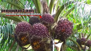 LIHAAT BRO..!! MEMANG TERBUKTI PEMUPUKAN TIGA JENIS INI BUAH BERMUCULAN||PANEN SAWIT UNGGUL