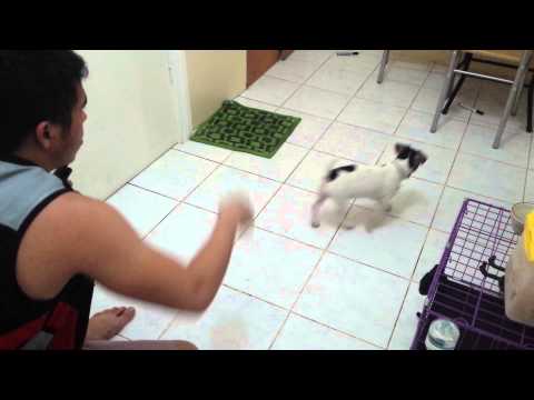 JACK RUSSELL 'Playing