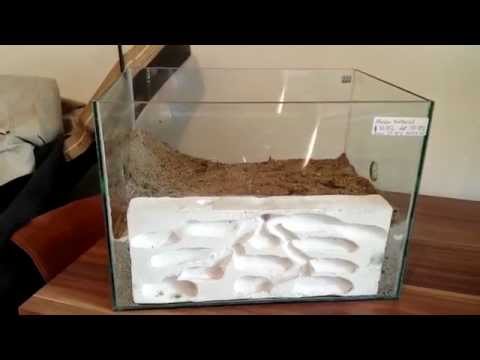 Ameisenfarm Messor barbarus